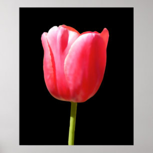 Affiches Peinture de tulipe à tige unique spéciale
