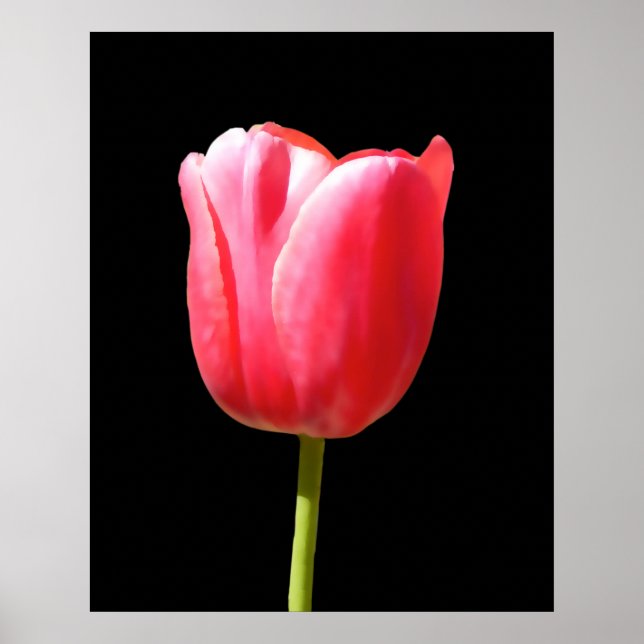 Affiches Peinture de tulipe à tige unique spéciale (Devant)