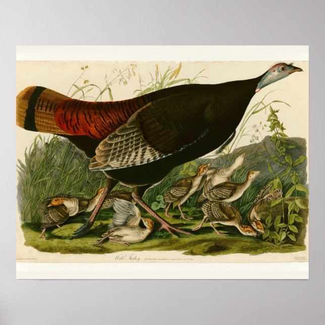 Affiches Peinture d'oiseaux sauvages de Turquie Audubon (Devant)