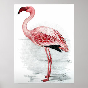 Affiches Peinture rose vintage de Flamant rose