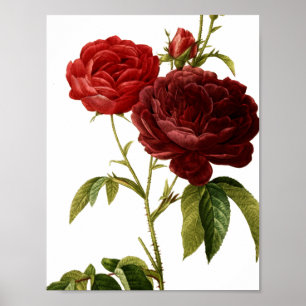 Affiches Peinture vintage rouge-foncé de roses