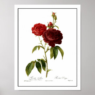 Affiches Peinture vintage rouge-foncé de roses