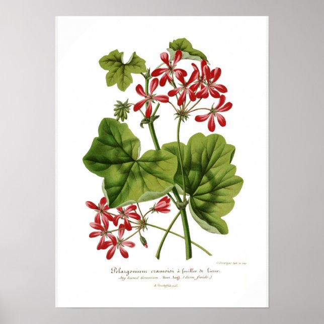 Affiches Pelargonium hederaefolium (Devant)