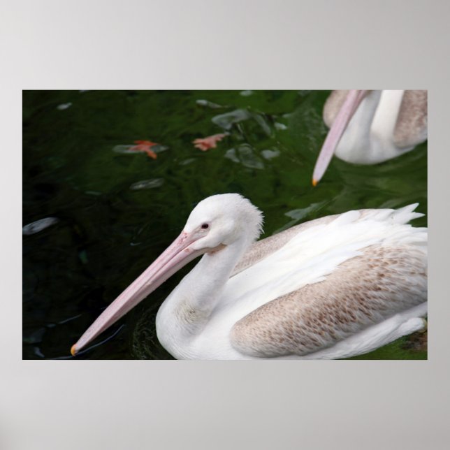 Affiches Pélican (Devant)
