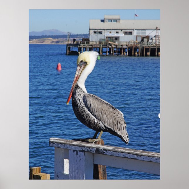Affiches Pélican (Devant)