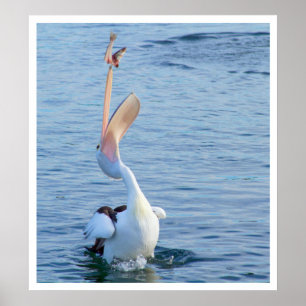 Affiches Pélican attraper un poisson