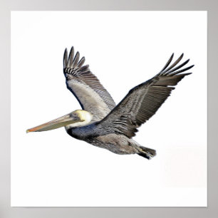 Affiches Pélican clair