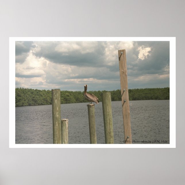 Affiches Pelican in the middle (Devant)