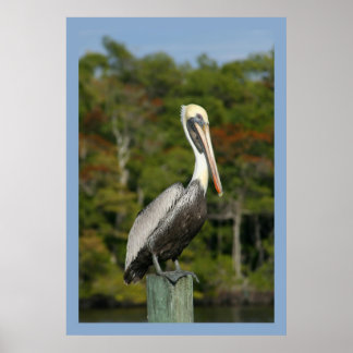 Affiches Pelican sur bleu
