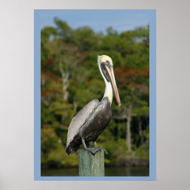 Affiches Pelican sur bleu (Devant)