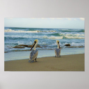Affiches Pelicans on Jensen Beach in Florida