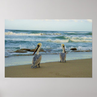 Affiches Pelicans on Jensen Beach in Florida