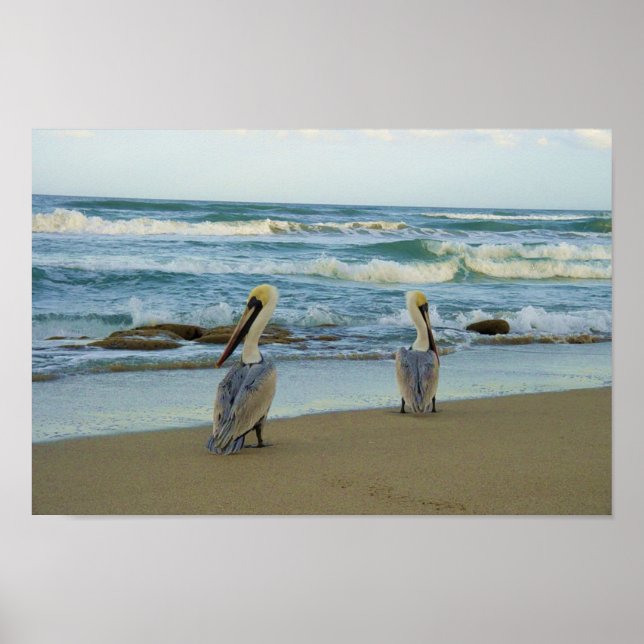 Affiches Pelicans on Jensen Beach in Florida (Devant)