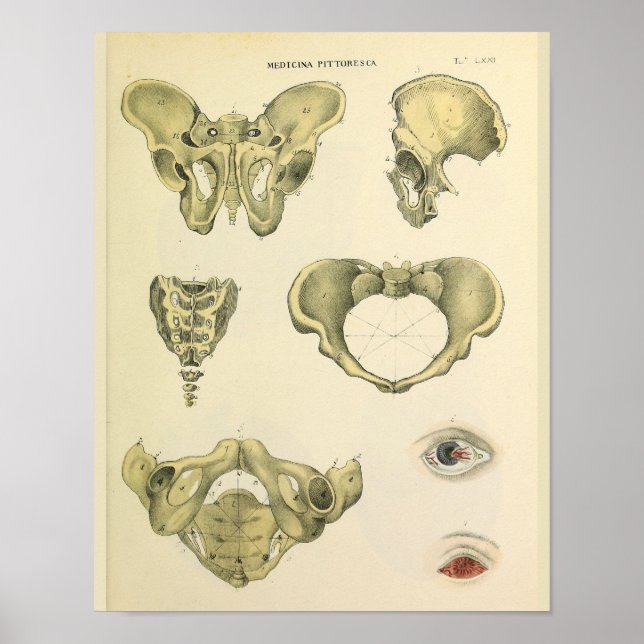 Affiches Pelvis Pelvic Bones Anatomie Vintage Art Imprimer (Devant)
