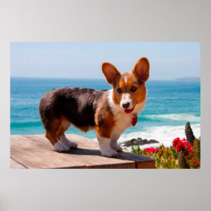 Affiches Pembroke Welsh Corgi puppy standing on table