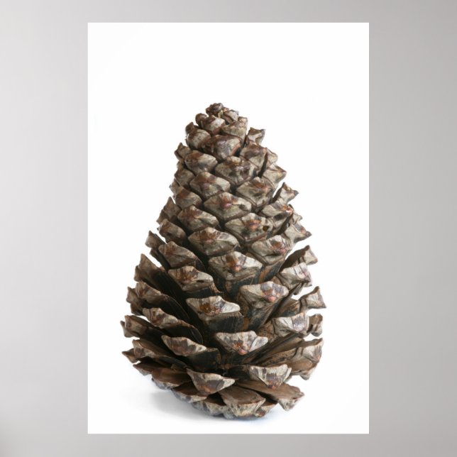 Affiches Pénecone unique (Devant)