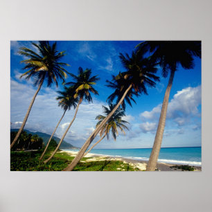 Affiches Péninsule de La Samana, République Dominicaine,