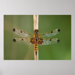 Affiches Pennant calicot