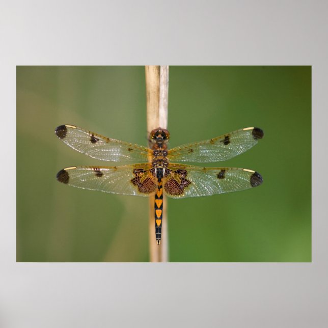Affiches Pennant calicot (Devant)