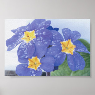 Affiches Pensée nivéale lilas