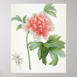 Affiches Peony, 1799