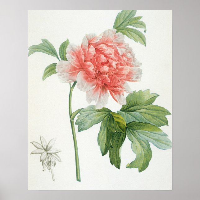 Affiches Peony, 1799 (Devant)
