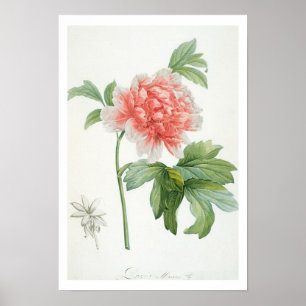 Affiches Peony, 1799