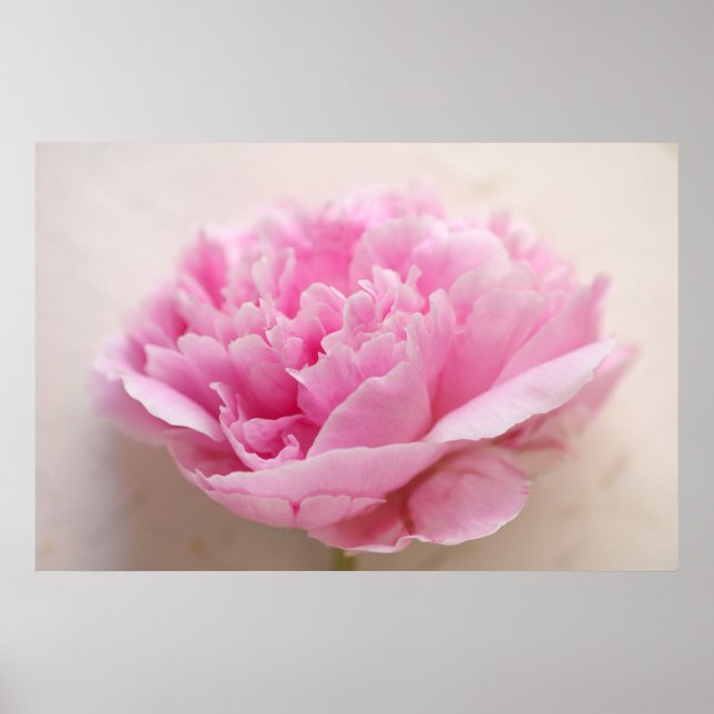 Affiches Peony closeup (Devant)