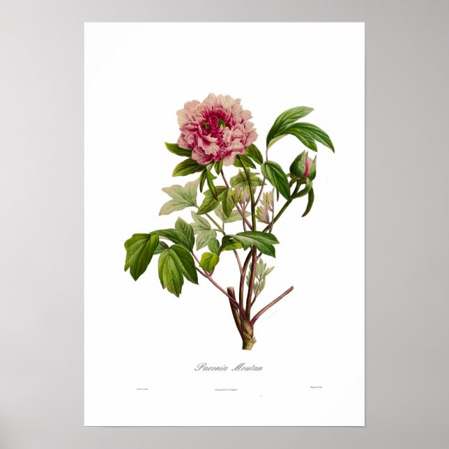 Affiches Peony moutan (Devant)