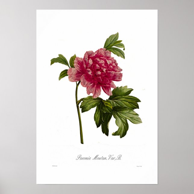 Affiches Peony moutan var (Devant)