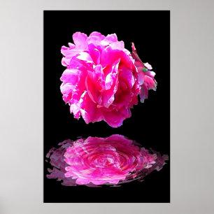 Affiches Peony rose
