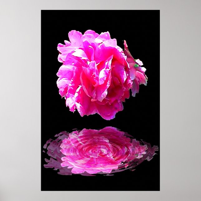Affiches Peony rose (Devant)