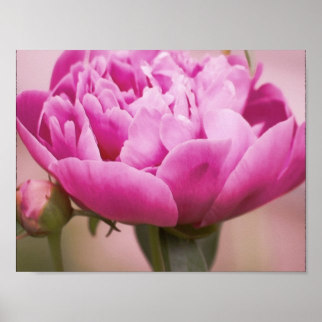 Affiches Peony rose (Devant)