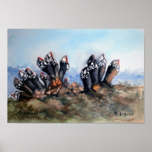 Affiches Percebes/Barnacles