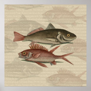 Affiches Perche Rouge Poisson Pêcheur Art