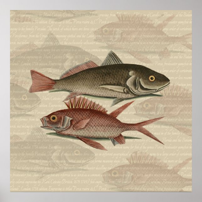 Affiches Perche Rouge Poisson Pêcheur Art (Devant)