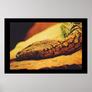 Affiches Perentie