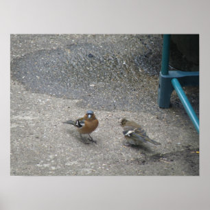 Affiches Pères et Chcik Chaffinch Imprimer