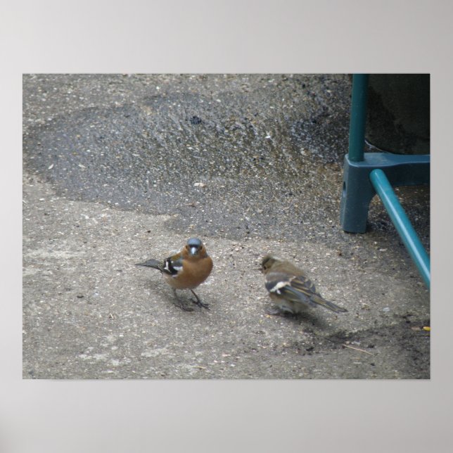 Affiches Pères et Chcik Chaffinch Imprimer (Devant)