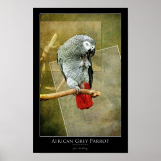 Affiches Perroquet gris d'Afrique