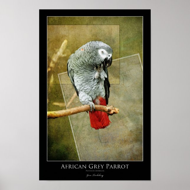 Affiches Perroquet gris d'Afrique (Devant)