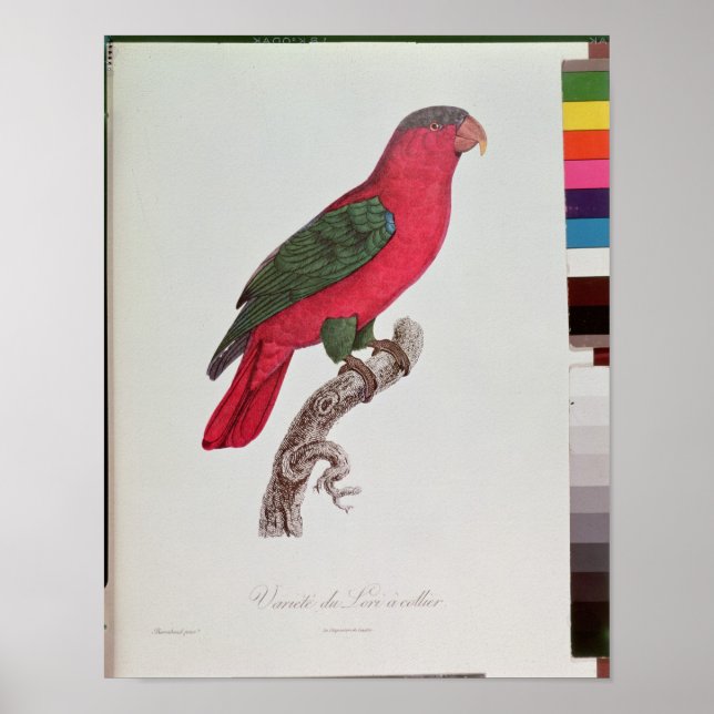 Affiches Perroquet : Lory ou Collared (Devant)
