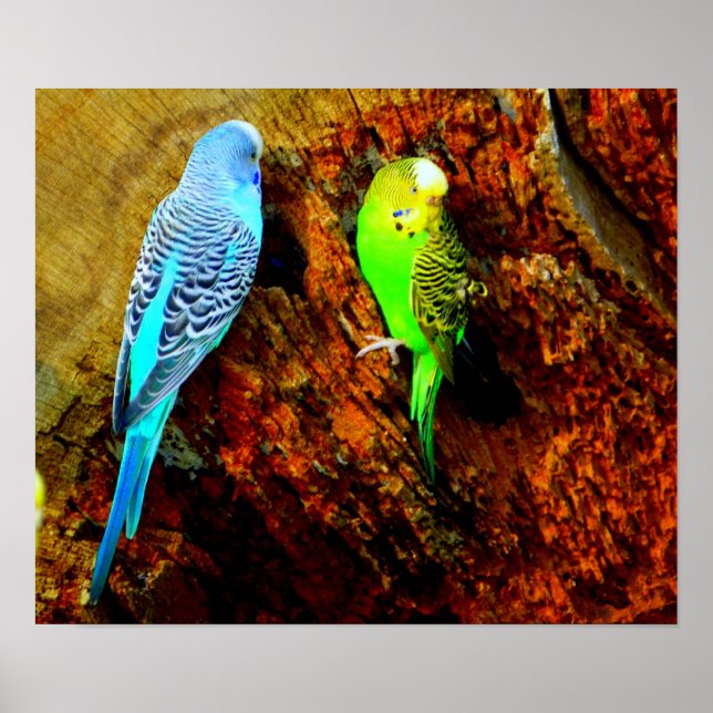 Affiches Perruche (Devant)