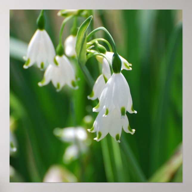 Affiches Personnaliser (Devant)