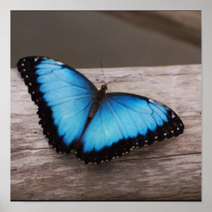 Affiches Personnaliser