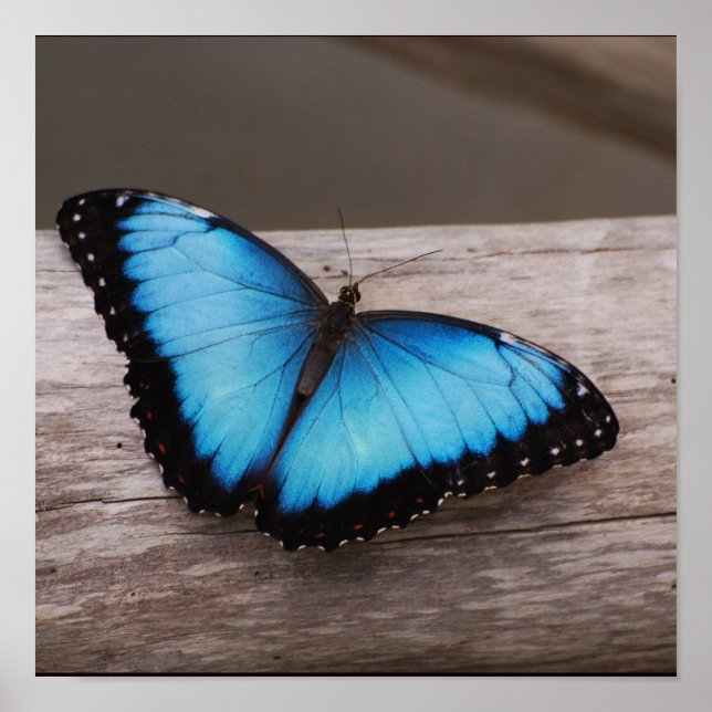 Affiches Personnaliser (Devant)