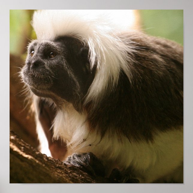 Affiches Personnaliser (Devant)