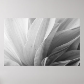 Affiches Pétales Dahlia noir et blanc