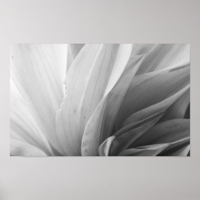 Affiches Pétales Dahlia noir et blanc (Devant)
