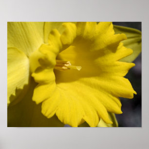 Affiches Pétales De Fleur Jaune Daffodique Et Centre